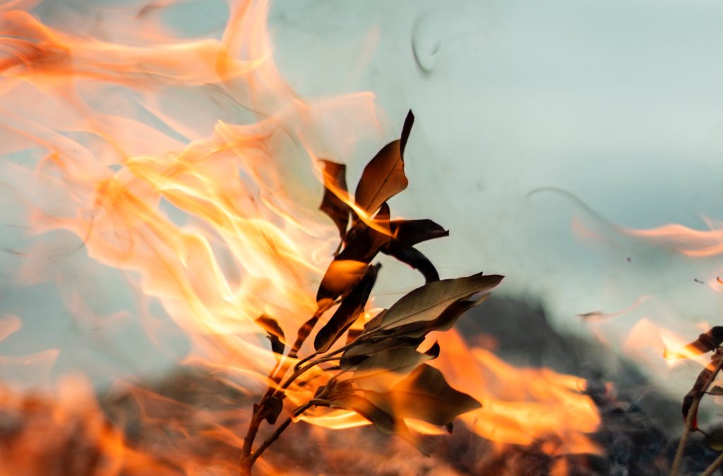 Forest fire leaves branch Photo by Alfred Kenneally on Unsplash