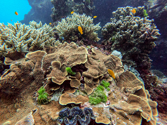 Great Barrier Reef Photo by Daniel Pelaez Duque on Unsplash 400x