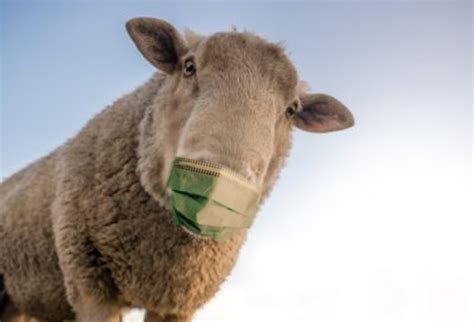 sheep wearing a mask