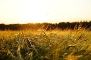 farmland crops barley