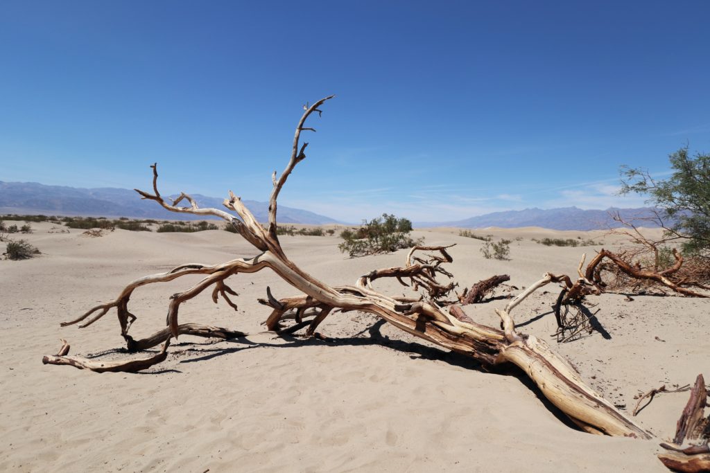 Desert dry sand heat tree Photo by Jordi Vich Navarro on Unsplash