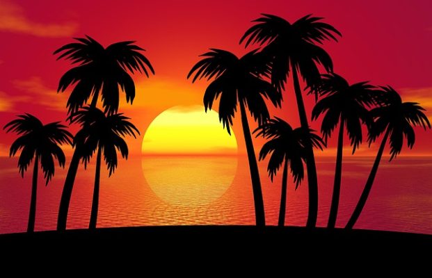 Palm trees sunset Hawaii
