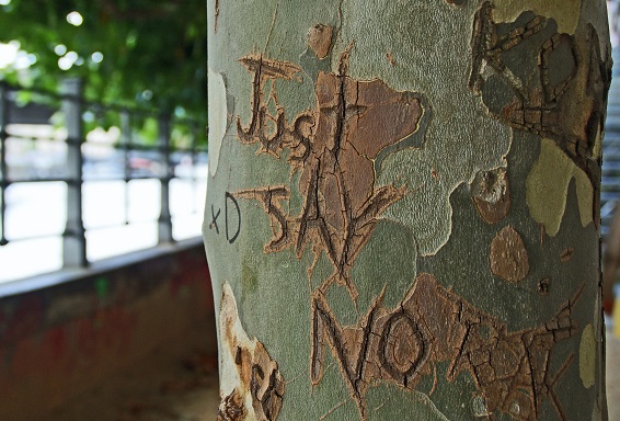 Tree just say no Photo by Andy T on Unsplash