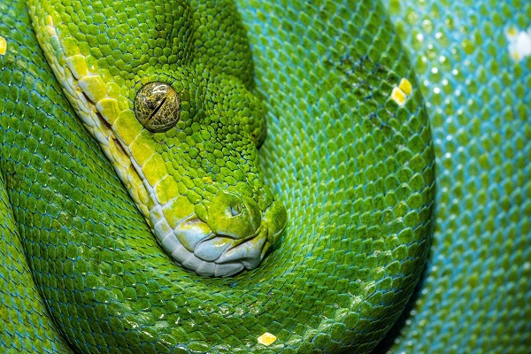 Snake, Tree Snake, Green Snake