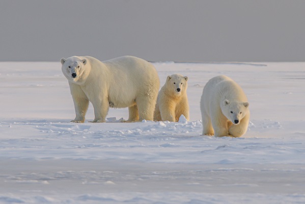 Polar Bears Photo by Hans-Jurgen Mager on Unsplash
