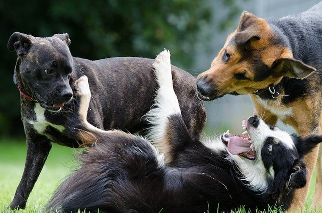 Dog playing Image by Katrin B. from Pixabay