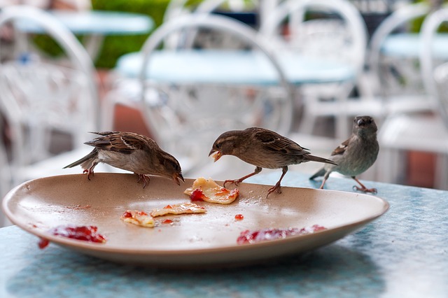 birds plate leftovers