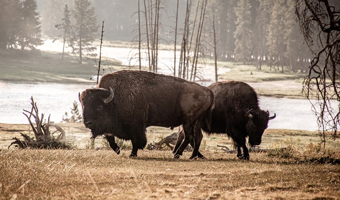 Buffalo American West original Photo by Yannick Menard on Unsplash