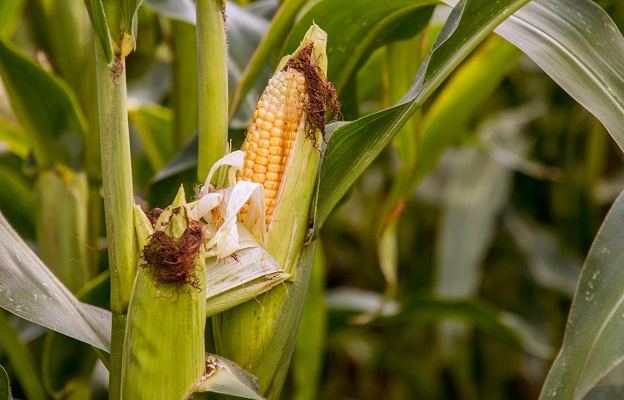 corn cornfield original Photo by Katherine Volkovski on Unsplash