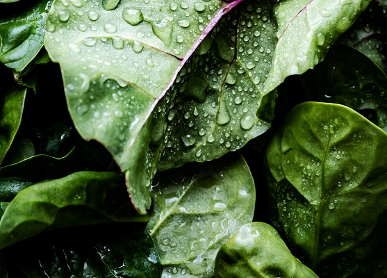 greens leafy vegetable origina Photo by Monika Grabkowska on Unsplash