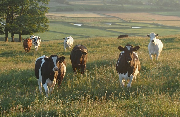 Cows Yorkshire England Original Photo by Jakob Cotton on Unsplash