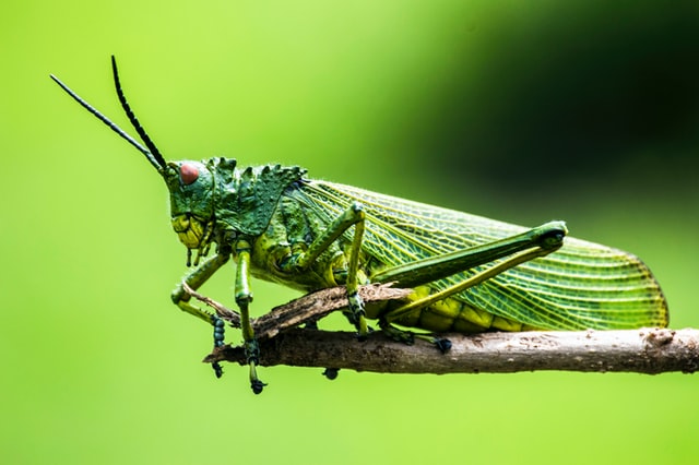 Grasshopper bug insect Photo by Elegance Nairobi on Unsplash