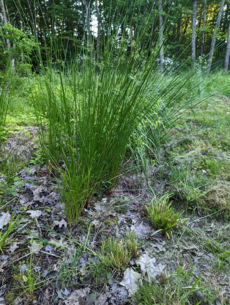 Swamp grass Soft Rush Juncus effuses