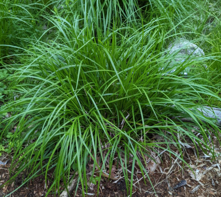 sedge grass Carex Hystericina