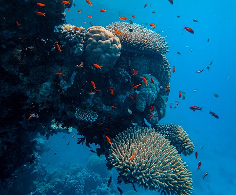 Ocean Reef Coral Reef