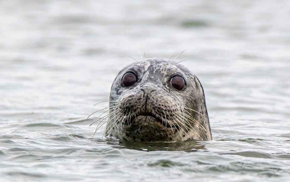 Seal ocean animal