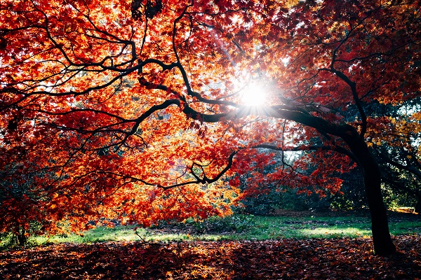 Autumn trees sunset