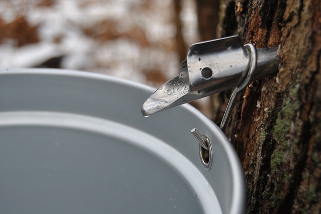 maple-syrup maple tap tree sap Image by thankful4hope from Pixabay