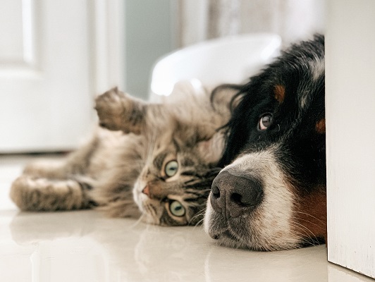 Dog and cat original Photo by Louis-Philippe Poitras on Unsplash