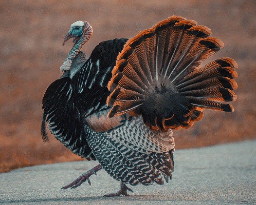 Turkey - strutting turkey
