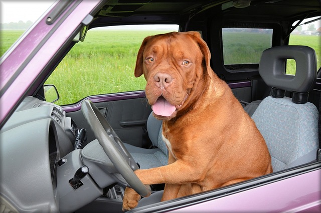 Dog driving Image by PublicDomainPictures from Pixabay