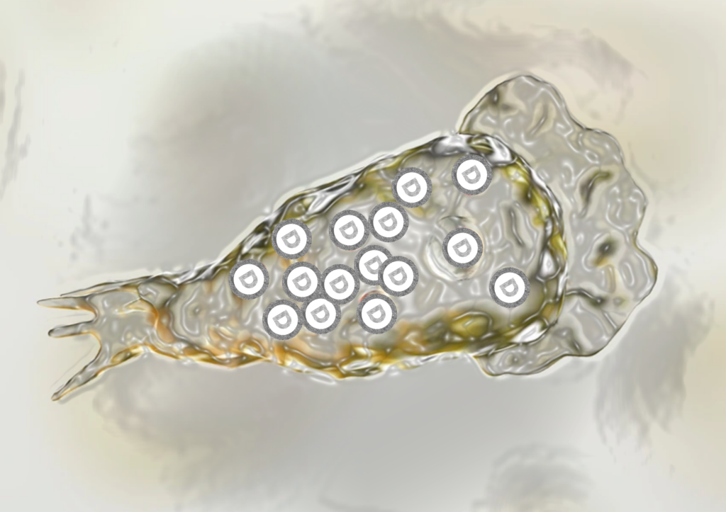 brain-eating amoeba, Naegleria fowleri DNC