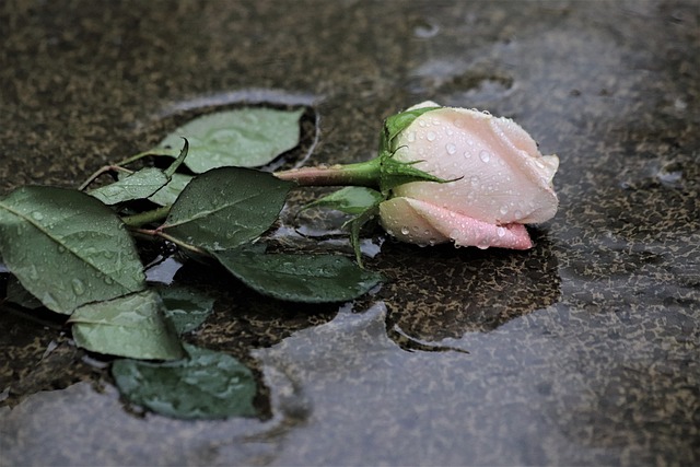 pink-rose-in-rain
