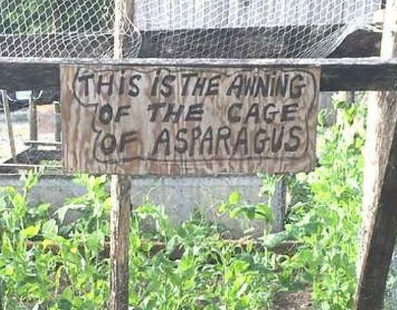 cage-of-asparagus.jpeg